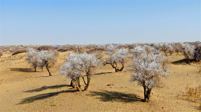 2.大寒时节,在且末县向阳湖景区胡杨林,远处落散在沙丘上的松散树木被雾凇点缀着,与茫茫戈壁绘就成这静静的朦胧美,蔚为壮观。(且末县纪委监委 寇方原 摄).jpg