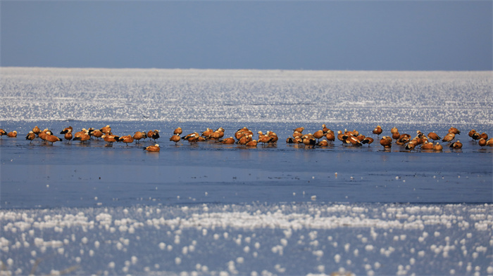 3.雨水节气的博湖县博斯腾湖依然白雪皑皑,犹如置身于一副绝美的水墨画,上千只赤麻鸭在冰面上觅食嬉戏,奏出春天的音符。(博湖县纪委监委 年磊 摄).jpg