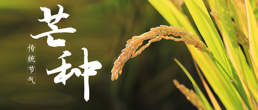 特别策划丨今日，芒种