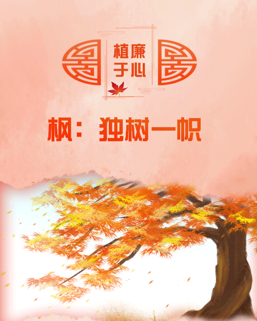 植廉于心丨枫：独树一帜